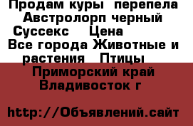 Продам куры, перепела. Австролорп черный. Суссекс. › Цена ­ 1 500 - Все города Животные и растения » Птицы   . Приморский край,Владивосток г.